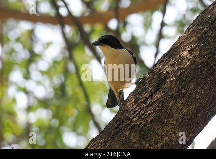 Boubou tropicale o campana shrike, Tropenwürger, Laniarius Major, bokorgébics, Cascate Vittoria, Zimbabwe, Africa Foto Stock