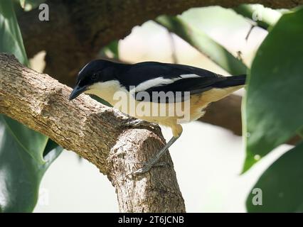 Boubou tropicale o campana shrike, Tropenwürger, Laniarius Major, bokorgébics, Cascate Vittoria, Zimbabwe, Africa Foto Stock