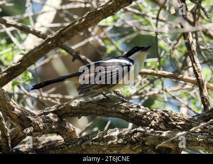 Boubou tropicale o campana shrike, Tropenwürger, Laniarius Major, bokorgébics, Cascate Vittoria, Zimbabwe, Africa Foto Stock