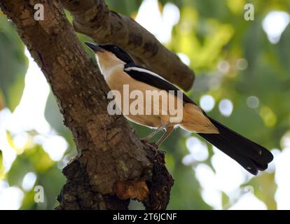 Boubou tropicale o campana shrike, Tropenwürger, Laniarius Major, bokorgébics, Cascate Vittoria, Zimbabwe, Africa Foto Stock