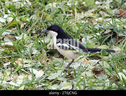 Boubou tropicale o campana shrike, Tropenwürger, Laniarius Major, bokorgébics, Cascate Vittoria, Zimbabwe, Africa Foto Stock