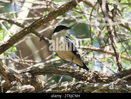 Boubou tropicale o campana shrike, Tropenwürger, Laniarius Major, bokorgébics, Cascate Vittoria, Zimbabwe, Africa Foto Stock