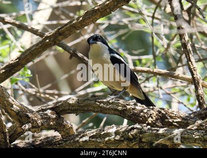 Boubou tropicale o campana shrike, Tropenwürger, Laniarius Major, bokorgébics, Cascate Vittoria, Zimbabwe, Africa Foto Stock