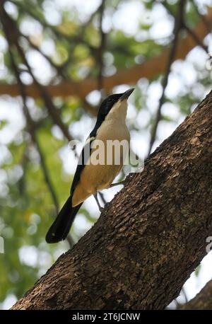 Boubou tropicale o campana shrike, Tropenwürger, Laniarius Major, bokorgébics, Cascate Vittoria, Zimbabwe, Africa Foto Stock