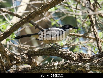 Boubou tropicale o campana shrike, Tropenwürger, Laniarius Major, bokorgébics, Cascate Vittoria, Zimbabwe, Africa Foto Stock