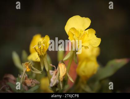 Primo piano serale Primrose (Oenothera biennis) fiori gialli di fiori selvatici che crescono nella Chippewa National Forest, Minnesota settentrionale USA Foto Stock