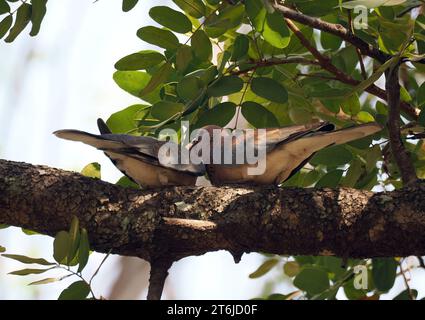 Colomba ridendo, colomba di palma, colomba di Senegal, Palmtaube, maillée di Tourterelle, Spilopelia senegalensis, pálmagerle, Cascate Vittoria, Zimbabwe, Africa Foto Stock