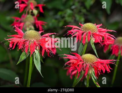 Primo piano Scarlet Beebalm (Monarda didyma L.) fiori rossi scarlatti che crescono nella Chippewa National Forest, Minnesota settentrionale USA Foto Stock