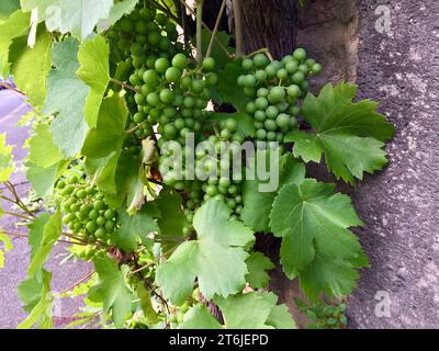 Primo piano della vite con grappoli di uva verde e foglie verdi in un vigneto nella Valle della Mosella in estate. Foto Stock