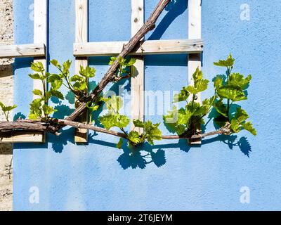 Pianta rampicante con foglie verdi fresche e la sua ombra su una parete di pietra azzurra in primavera. Foto Stock