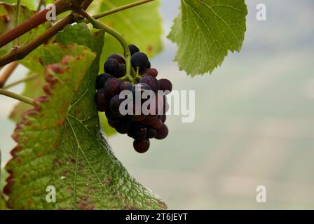 Primo piano della vite con grappoli di uva blu e foglie verdi in un vigneto nella Valle della Mosella in autunno. Foto Stock