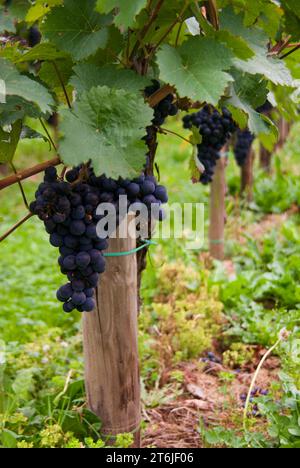 Primo piano della vite con grappoli di uva blu e foglie verdi in un vigneto nella Valle della Mosella in autunno. Foto Stock