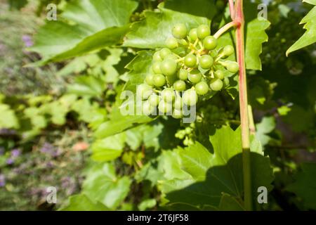 Primo piano della pianta di vite verde con grappoli di uva verde acuta in estate in Svezia. Foto Stock