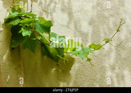 Pianta di vite verde con rami che si arrampicano su un edificio con pareti di pietra sull'isola di Malta in primavera. Foto Stock