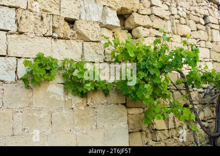 Pianta di vite verde con rami che si arrampicano su un edificio con pareti di pietra sull'isola di Malta in primavera. Foto Stock