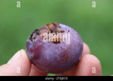 Ladybirds di arlecchino (Harmonia axyridis) che si nutrono di un frutto di prugna tenuto in mano. Foto Stock