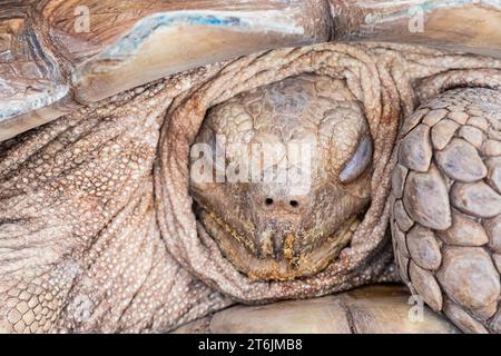 Ripresa ravvicinata di una tartaruga sulcata mentre dorme, nascosta nel suo guscio. Foto Stock