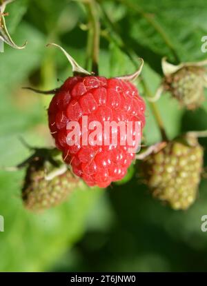 Frutti di lampone e foglie verdi su un ramo di cespuglio Foto Stock