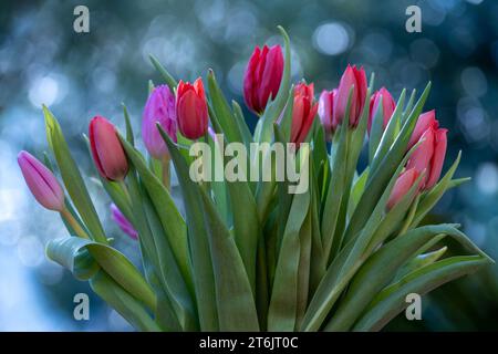 Branco di tulipani colorati. Sping nel giardino Foto Stock