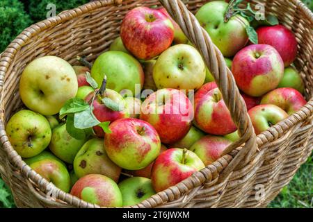 Mele fresche in un cesto, in un giardino estivo, in campagna. Foto Stock