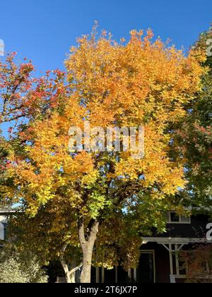 Un grande albero di ginkgo sta diventando giallo nei colori autunnali. È piantato in una strada tra la strada e una casa. C'è un cielo blu sullo sfondo Foto Stock