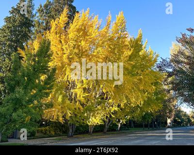 Un grande albero di ginkgo sta diventando giallo nei colori autunnali. È piantato in una strada tra la strada e una casa. C'è un cielo blu sullo sfondo Foto Stock