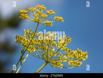 Primo piano dei fiori gialli di fiori selvatici (Pastinaca sativa) che crescono nella Chippewa National Forest, Minnesota settentrionale, USA Foto Stock