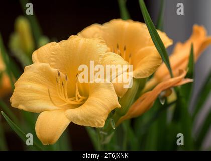Primo piano di due graziosi gigli gigli gialli che fioriscono in un giardino estivo del Minnesota USA Foto Stock