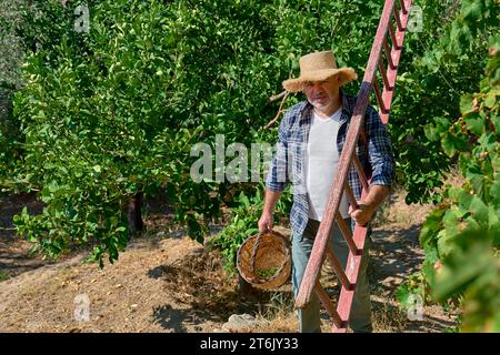 Uomo giardiniere maturo che porta con sé una scala per la raccolta di olive nel giardino degli ulivi. Raccolta in oliveto mediterraneo in Sicilia, Italia. Foto Stock