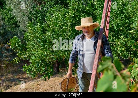 Uomo giardiniere maturo che porta con sé una scala per la raccolta di olive nel giardino degli ulivi. Raccolta in oliveto mediterraneo in Sicilia, Italia. Foto Stock