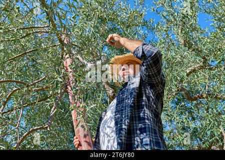 Giardiniere maturo che raccoglie le olive nel giardino degli ulivi. Raccolta in oliveto mediterraneo in Sicilia, Italia. Foto Stock