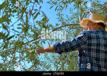 Giardiniere maturo che raccoglie le olive nel giardino degli ulivi. Raccolta in oliveto mediterraneo in Sicilia, Italia. Foto Stock