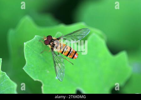 una specie di insetti chiamati scirofidi su una foglia verde Foto Stock