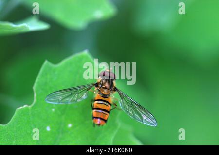 una specie di insetti chiamati scirofidi su una foglia verde Foto Stock