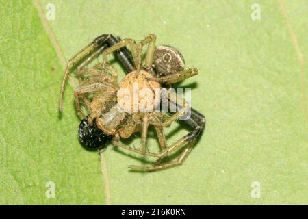 un ragno di granchio sulla foglia verde in natura Foto Stock
