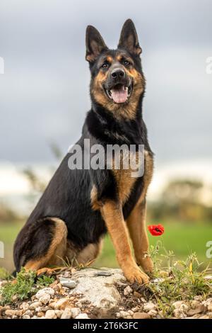 Un cane pastore tedesco in autunno all'aperto Foto Stock