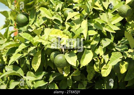 Mandarini verdi non maturi che crescono sugli alberi all'aperto. Agrumi Foto Stock