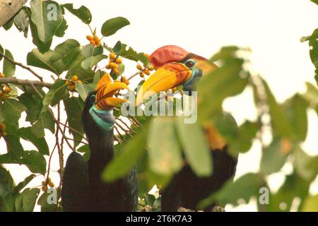 Un paio di carpini (Rhyticeros cassidix), una specie monogama con tassi di riproduzione lenti, viene fotografata mentre si fermano dal foraggiamento mentre si appollaiano su un fico fruttato, in un'area vegetata a Bitung, Sulawesi settentrionale, Indonesia. Hornbill, vulnerabile alla caccia a causa dell'alto valore della carne, delle botti e delle piume di coda ha un ruolo importante nella rigenerazione forestale e nel mantenimento di una grande densità di alberi grazie alla sua capacità di agente dispersivo di semi, mentre allo stesso tempo una foresta pluviale sana è importante nella lotta al riscaldamento globale grazie al suo ruolo di assorbimento del carbonio. Foto Stock