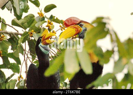 Un paio di carpini (Rhyticeros cassidix), una specie monogama con tassi di riproduzione lenti, viene fotografata mentre si fermano dal foraggiamento mentre si appollaiano su un fico fruttato, in un'area vegetata a Bitung, Sulawesi settentrionale, Indonesia. Hornbill, vulnerabile alla caccia a causa dell'alto valore della carne, delle botti e delle piume di coda ha un ruolo importante nella rigenerazione forestale e nel mantenimento di una grande densità di alberi grazie alla sua capacità di agente dispersivo di semi, mentre allo stesso tempo una foresta pluviale sana è importante nella lotta al riscaldamento globale grazie al suo ruolo di assorbimento del carbonio. Foto Stock