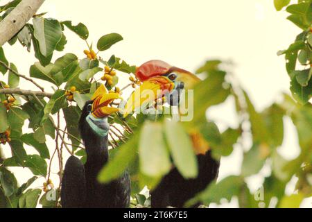 Un paio di carpini (Rhyticeros cassidix), una specie monogama con tassi di riproduzione lenti, viene fotografata mentre si fermano dal foraggiamento mentre si appollaiano su un fico fruttato, in un'area vegetata a Bitung, Sulawesi settentrionale, Indonesia. Hornbill, vulnerabile alla caccia a causa dell'alto valore della carne, delle botti e delle piume di coda ha un ruolo importante nella rigenerazione forestale e nel mantenimento di una grande densità di alberi grazie alla sua capacità di agente dispersivo di semi, mentre allo stesso tempo una foresta pluviale sana è importante nella lotta al riscaldamento globale grazie al suo ruolo di assorbimento del carbonio. Foto Stock