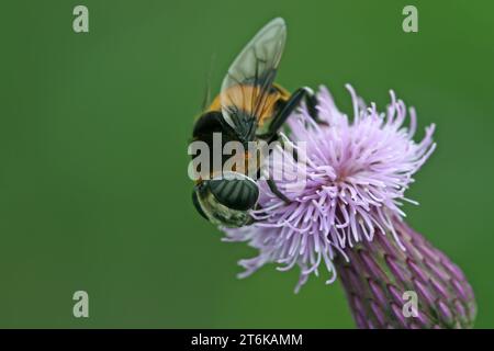 una specie di insetti chiamati scirofidi su un fiore Foto Stock