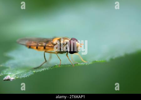 una specie di insetti chiamati scirofidi sulla foglia verde Foto Stock