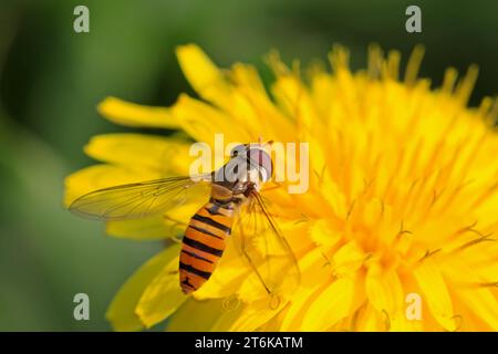 una specie di insetti chiamati scirphidae, sta raccogliendo nettare su un fiore di dente di leone , foto del fotografo della natura. Foto Stock