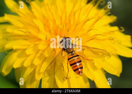 una specie di insetti chiamati scirphidae, sta raccogliendo nettare su un fiore di dente di leone , foto del fotografo della natura. Foto Stock