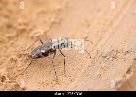 Insetti di coleotteri della tigre - cicindelidae a terra, scatta foto nello stato naturale selvaggio, nella contea di Luannan, nella provincia di Hebei, in Cina. Foto Stock