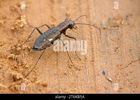 Insetti di coleotteri della tigre - cicindelidae a terra, scatta foto nello stato naturale selvaggio, nella contea di Luannan, nella provincia di Hebei, in Cina. Foto Stock