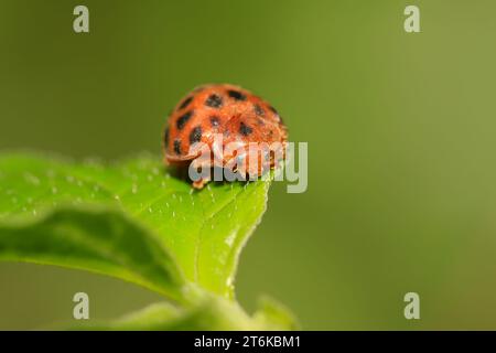 una specie di insetti chiamati coccinella di patate sulla foglia verde Foto Stock