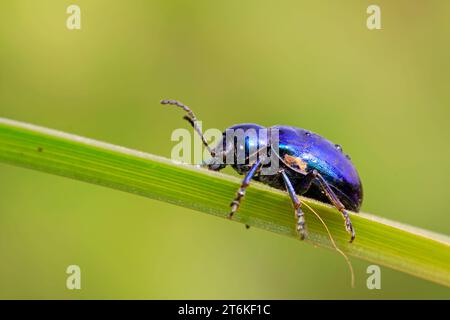 una specie di insetti di nome coleottero, su foglia verde in natura, nel nord della cina Foto Stock