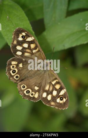 Primo piano verticale naturale su una farfalla marrone macchiata europea, Pararge aegeria seduta su una foglia con ali spalmate Foto Stock