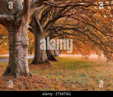 viale alberato di faggi nel Dorset in autunno Foto Stock